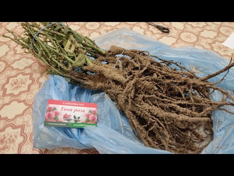 Видео: Розпаковка троянд із розсадника Твоя роза