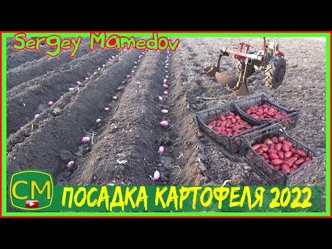 Видео: Посадка картофеля🥔 2022/ 26 Марта/  часть 1