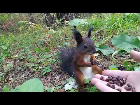 Видео: Белочка сломалась/Squirrel broke/リスが壊れた/Wiewiórka się zepsuła.