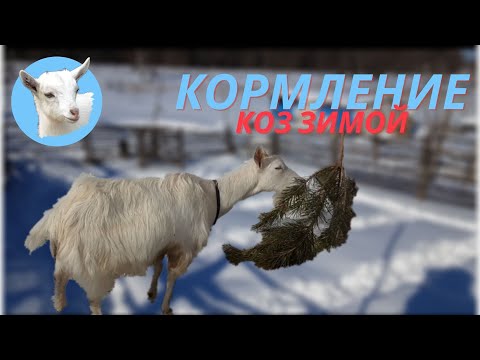 Видео: Содержание коз Кормление коз зимой