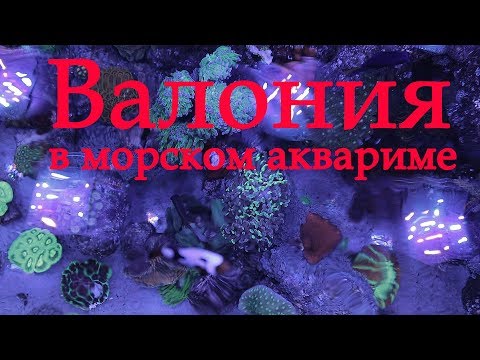 Видео: Валония в морском аквариуме
