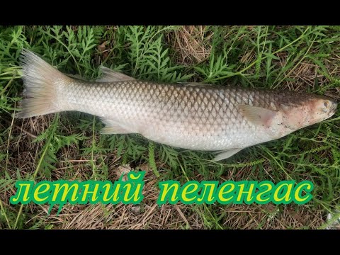 Видео: Летний пеленгас на "Зеленом острове" при восточном ветре.