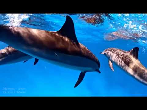 Видео: Глубокий голос дельфинов. 528гц + 936гц. Восстановление клеток ДНК. Медитация для пробуждения