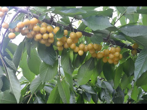 Видео: Жовта черешня Дачниця 😋