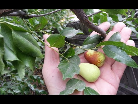 Видео: Порослевые саженцы зизифуса .