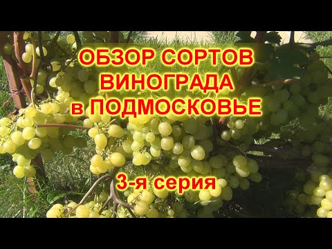 Видео: ч 3  СОРТА ВИНОГРАДА, созревающие в ПОДМОСКОВЬЕ. 3-я серия. АЛЁШЕНЬКИН,  и АТОС