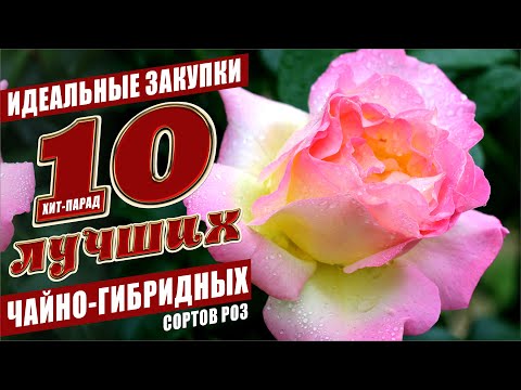 Видео: 10 ЛУЧШИХ ЧАЙНО-ГИБРИДНЫХ СОРТОВ РОЗ!