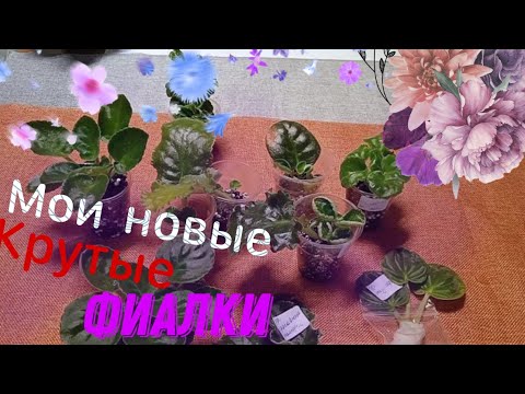 Видео: Мои новые крутые фиалки! Посылка и распаковка