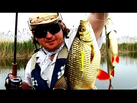 Видео: ПОППЕР+силикон это бешеный клев
