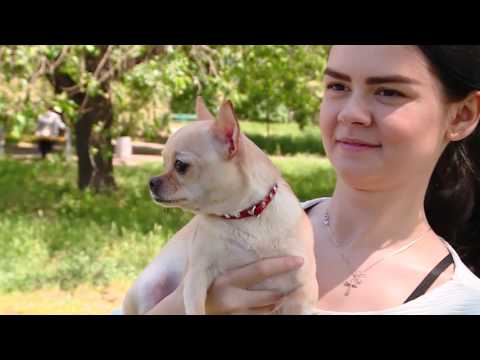 Видео: Мой питомец - чихуахуа