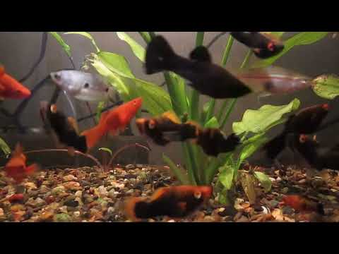 Видео: МАЛЁК ВИШНЁВОГО И СУМАТРАНСКОГО БАРБУСОВ