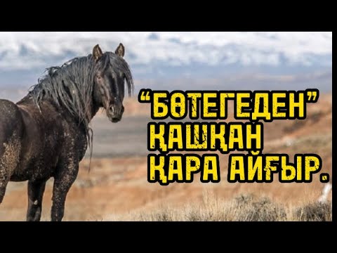 Видео: “БӨТЕГЕДЕН”  ҚАШҚАН  ҚАРА АЙҒЫР.