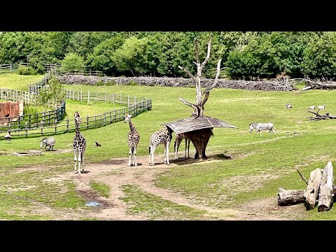 Видео: ЗООПАРК В ПРАГЕ