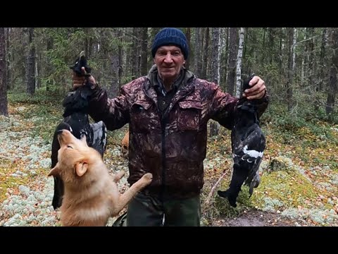 Видео: Охота на глухаря и тетерева с КФЛ 30.09. 25.