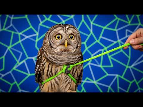 Видео: 5 причин НЕ заводить СОВУ! Не мудрая Бестия :)
