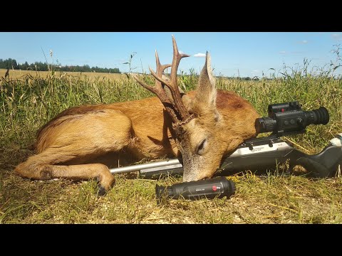 Видео: Славная охота на косулю!  Добыл красивого трофейного козлика и три лисы!