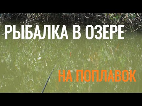 Видео: Поплавок среди камышей. Ловим рыбу в озере на поплавочную снасть.
