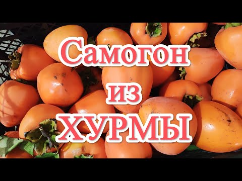 Видео: Самогон из ХУРМЫ. Урожай 2023 года. Полный обзор всего процесса.