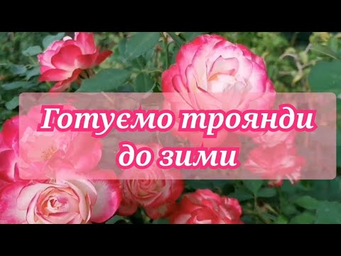 Видео: Осіннє підживлення +обробка троянд 🌹Негайна допомога+підготовка до зими❄️
