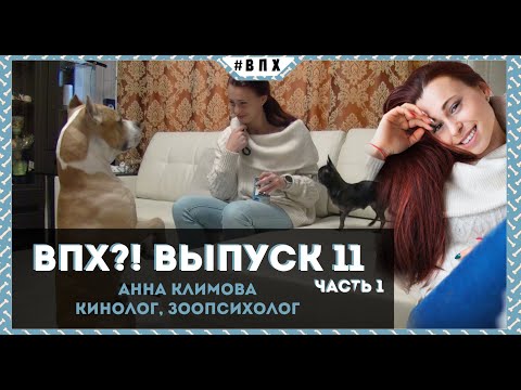 Видео: ВПХ?! Выпуск 11. ЗООПСИХОЛОГ. Часть 1/2. О травмах, странном поведении и мячике головного мозга