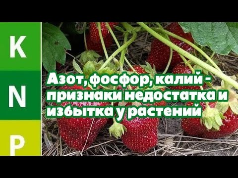 Видео: Азот, фосфор, калий –в жизни растений  признаки недостатка и избытка у растений