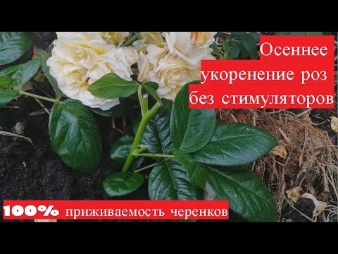 Видео: Осеннее укоренение роз без стимуляторов. 100% приживаемость черенков на следующий год