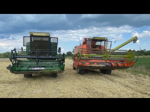 Видео: Яра пшениця після весняних приморозків