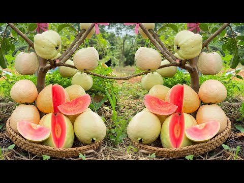 Видео: У меня не было ни почвы, ни денег… Методы, которые помогут растениям гуавы расти быстрее #guava