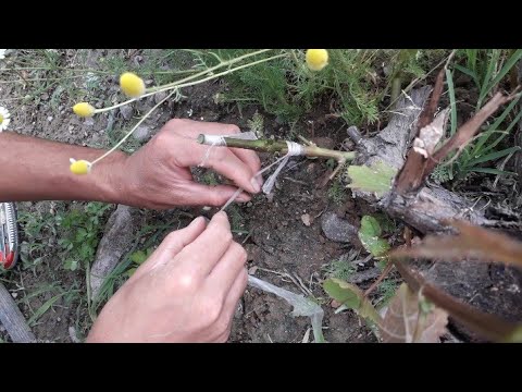 Видео: ЖҮЗІМ БУДАНДАСТЫРУ | 1 БӨЛІМ