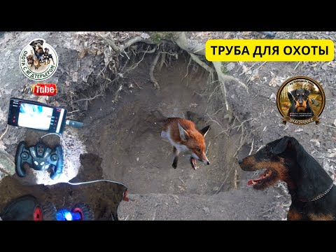 Видео: Охота с ягдтерьером,подготовка и чистка трубы для охоты.Fox Hunt with Jagdterrier #хочуврек #hunting