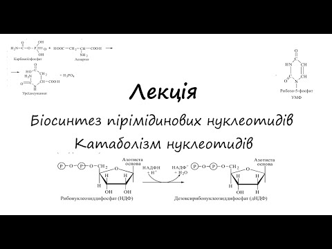 Видео: Біохімія. Лекція. Біосинтез пірімідинових нуклеотидів. Катаболізм нуклеотидів