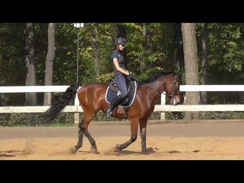 Видео: Уроки верховой езды. Упражнения на рыси и галопе на основе серпантина.