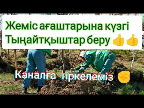 Видео: Жеміс ағаштарына күзгі тыңайтқыштар беру. Мол жеміс алу жолдары