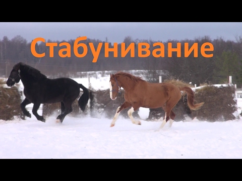 Видео: Психология лошади. Стабунивание.