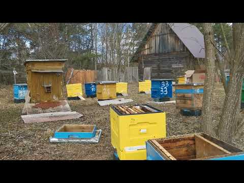 Видео: Пересадка пчёл))
