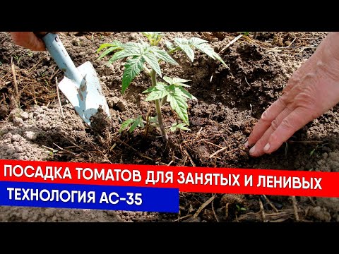 Видео: Посадка томатов для занятых и ленивых - технология АС-35