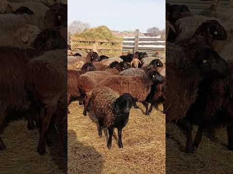 Видео: Овцы Эдильбаевской породы/Приятный мартовский солнечный день ☀️