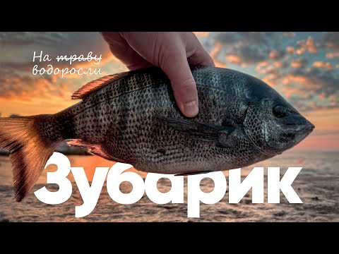 Видео: 🎣 Ловля зубаря на водоросли | Рыбалка на Чёрном море (#рокфишинг)
