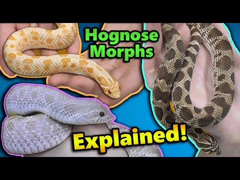 Видео: Всё о морфах змей Hognose!