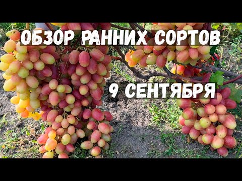 Видео: Ранние сорта винограда в открытом грунте!