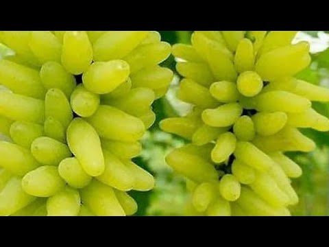 Видео: ГОЛД ФИНГЕР(МАНИКЮР ФИНГЕР) тел:+79994243159