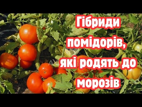 Видео: 22 вересня, мороз уже був, а ПОМІДОРИ ще цвітуть і в'яжуться.  НАЙКРАЩІ ЦУКРОВІ ТОМАТИ.