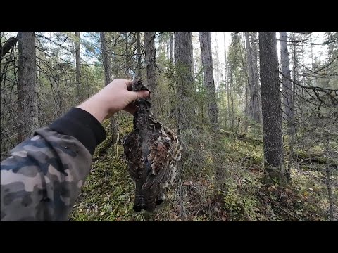 Видео: Осенняя охота на рябчика с мелкашкой(22lr)