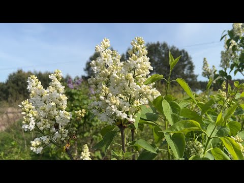 Видео: Наша плантация весной Часть 2