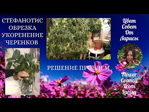 Видео: СТЕФАНОТИС ОБРЕЗКА И ЧЕРЕНКОВАНИЕ | РЕШЕНИЕ ПРОБЛЕМ 4К