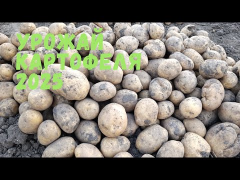 Видео: Урожай картофеля 2025