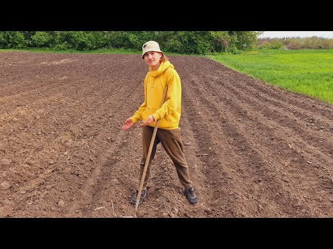 Видео: самый лучший способ посадки картофеля! сажаю только так!!!