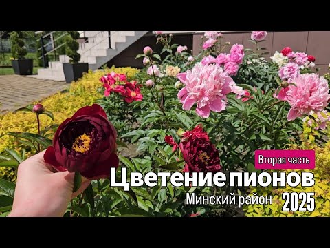 Видео: Цветение пионов в Минском районе. Июнь 2025. Вторая часть