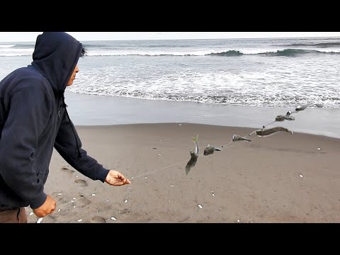 Видео: Вот как можно ловить рыбу с помощью лески с 10 крючками с берега и ловить спиннингом.