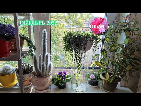 Видео: ОСЕННИЙ ОБЗОР МОИХ КОМНАТНЫХ РАСТЕНИЙ  \ МОИ ЦВЕТЫ   \Октябрь 2022